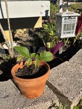 Pignut hickory tree for sale  Tarpon Springs