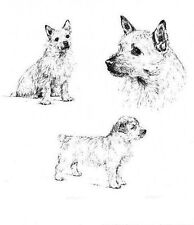 Norwich terrier custom for sale  Tampa