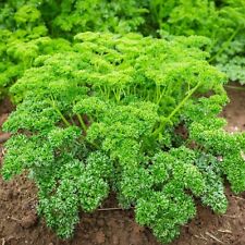 Parsley moss curled for sale  GLASGOW