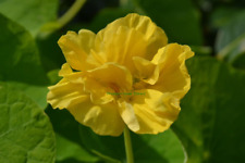 Flower nasturtium tropaeolum for sale  HIGH WYCOMBE
