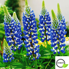 Lupine blau samen gebraucht kaufen  Markgröningen