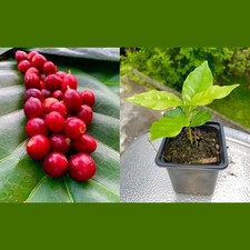 Coffea arabica tropical for sale  USA