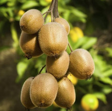 Set hardy kiwi for sale  Howey in the Hills