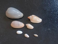 Conchiglia shell lotto usato Conchiglia shell lotto usato  Piombino