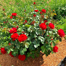Rose cinnamon heart for sale  Milton Freewater