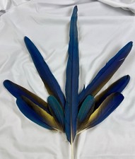 Macaw tail feathers for sale  Ortonville