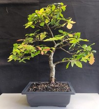 English oak bonsai for sale  WREXHAM