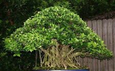 Ficus alti braucht gebraucht kaufen  Kaiserslautern