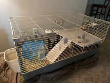 Guinea pig guinea for sale  Cordova
