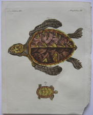 Amphibien schildkröten turtle gebraucht kaufen  München