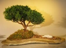 Juniper bonsai tree for sale  Patchogue