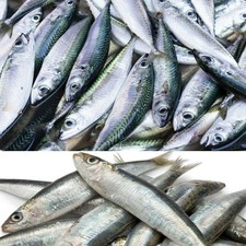 Köderfische salzwasserfische  gebraucht kaufen Köderfische salzwasserfische  gebraucht kaufen  Garbsen