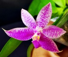 Phalaenopsis donna louise for sale  LONDON