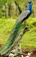 Peafowl eggs indian for sale  STAFFORD