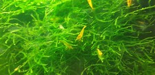 Caridine davidi yellow usato  Virle Piemonte