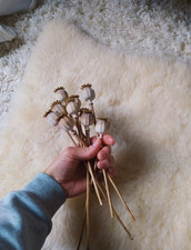 Mohnkapseln trockenblumen mohn gebraucht kaufen Mohnkapseln trockenblumen mohn gebraucht kaufen  Braunschweig