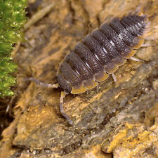 Porcellio scaber red d'occasion  Noyant