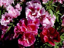 Godetia dwarf double for sale  Deltona