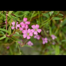 Gypsophila repens filou gebraucht kaufen  Deutschland