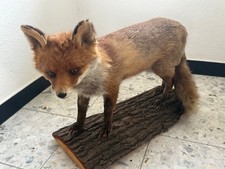 Ausgestopfter rotfuchs holzsoc gebraucht kaufen  Twistringen