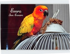 Postcard sun conure for sale  Stevens Point