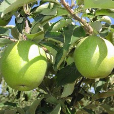 Pommier granny smith d'occasion  Pouzauges