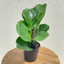 Live ficus lyrata for sale  Lake Worth