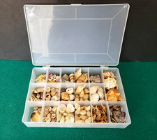 Large seashell collection for sale  Rochester