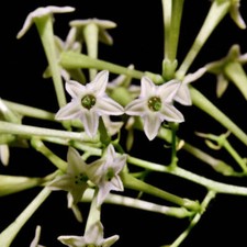 Cestrum nocturnum gelsomino usato  Napoli