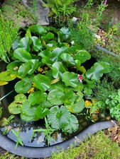Gartenteich seerosen gebraucht kaufen  Taufkirchen