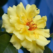 Suttons rose golden for sale  PAIGNTON