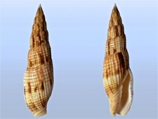 Mitridae mitra incompta usato  Roma