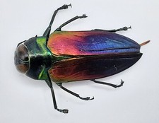 Buprestidae belionota tricolor gebraucht kaufen  Wadern