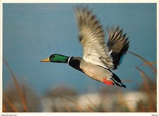Animaux oiseaux canards d'occasion  Fruges