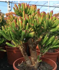 Geldbaum bonsai crassula gebraucht kaufen  Halle