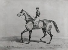 Cheval jockey anglais d'occasion  Dourges