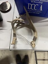 Deer antler rattling for sale  Charleston