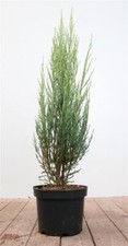 Juniperus scopulorum blue gebraucht kaufen  Westerstede