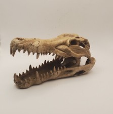 Crocodile skull replica for sale  USA