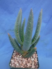 Aloe dichotoma starter for sale  Tucson