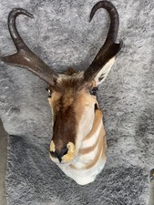 Pronghorn antelope mount for sale  Carrollton