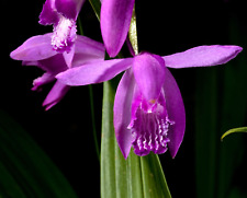 Bletilla striata 30cm usato  Napoli