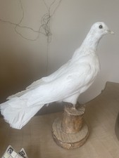 Beautiful white taxidermy for sale  BROADSTAIRS