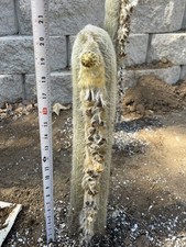 Old man hairy for sale  Murrieta