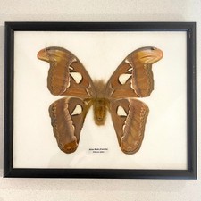 Taxidermy female atlas for sale  BURY ST. EDMUNDS