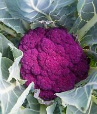 Cauliflower purple cauliflower for sale  Marietta