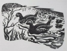 Moorhen moorhens 1940s for sale  OSWESTRY