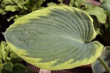 Seed hosta frances for sale  Shipping to Ireland