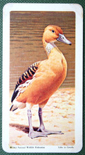 Fulvous whistling duck for sale Fulvous whistling duck for sale  DERBY