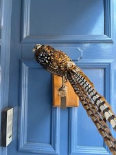 Taxidermy large pheasant for sale  ROCHESTER